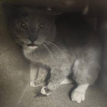 Domestic Medium Hair Cats Available for Adoption in Evensville, Tennessee - Conan | PetCurious