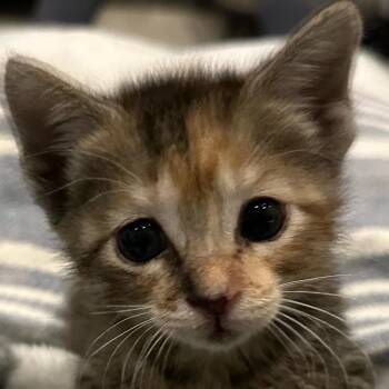 Betty -  Domestic Short Hair Cat for Adoption in Springtown, Texas - Betty | PetCurious