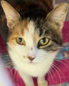 Domestic Short Hair Cats Available for Adoption in Elizabethton, Tennessee - MERCEDES | PetCurious
