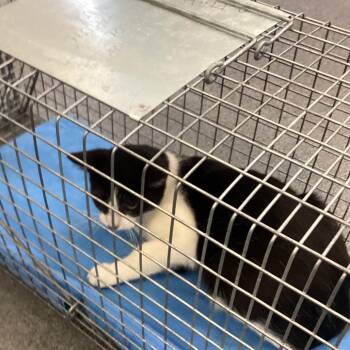 Zaby -  Domestic Short Hair Cat for Adoption in Montgomery, Alabama - Zaby | PetCurious