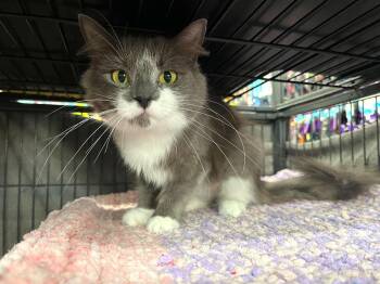 Abigail -  Domestic Long Hair Cat for Adoption in Kitchener, Ontario - Abigail | PetCurious