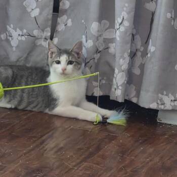 Waylon -  Domestic Short Hair Cat for Adoption in Edwardsville, Illinois - Waylon | PetCurious