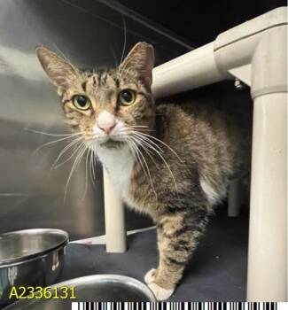 CHAPPELL ROAN -  Domestic Short Hair Cat for Adoption in West Palm Beach, Florida - CHAPPELL ROAN | PetCurious