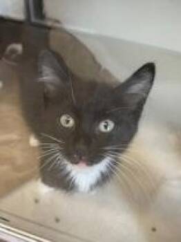 Charlie -  Domestic Short Hair Cat for Adoption in Bellevue, Washington - Charlie | PetCurious