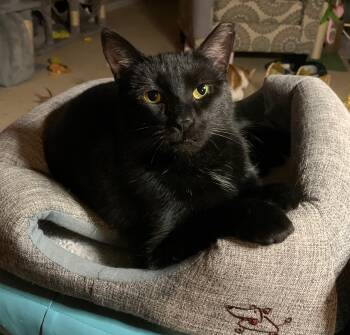 Rae -  American Shorthair Cat for Adoption in Bonaire, Georgia - Rae | PetCurious