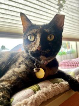 Missy -  Tortoiseshell Cat for Adoption in Denver, Colorado - Missy | PetCurious