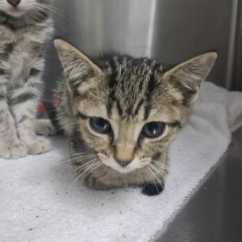 Shapeshifter -  Domestic Short Hair Cat for Adoption in Russellville, Kentucky - Shapeshifter | PetCurious