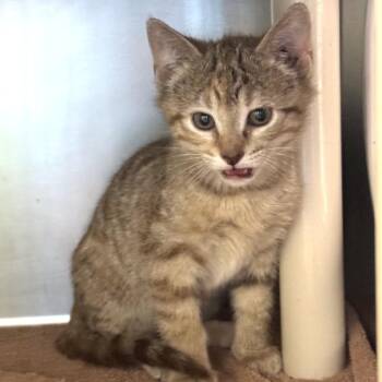 Wiper Fluid -  Domestic Short Hair Cat for Adoption in Cheyenne, Wyoming - Wiper Fluid | PetCurious