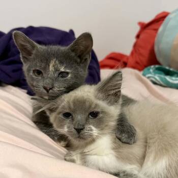 Ruby -  Domestic Short Hair Cat for Adoption in Jacksboro, Tennessee - Ruby | PetCurious