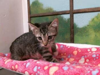 VAL -  Domestic Short Hair Cat for Adoption in Houston, Texas - VAL | PetCurious