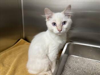 FALCON -  Domestic Short Hair Cat Available for Adoption in Santa Fe, New Mexico - FALCON | PetCurious