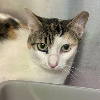 Ketchup -  Domestic Short Hair Cat for Adoption in Walnut Creek, California - Ketchup | PetCurious