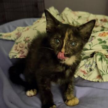 Torrey Tickles -  Domestic Short Hair Cat for Adoption in Fredericksburg, Virginia - Torrey Tickles | PetCurious