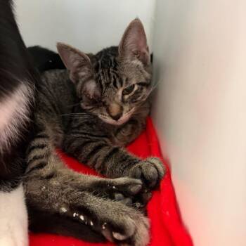 Kal -  Domestic Medium Hair Cat for Adoption in Council Bluffs, Iowa - Kal | PetCurious