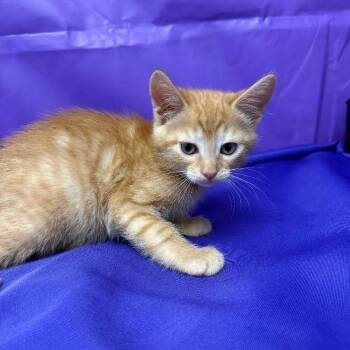 Empanada -  Domestic Short Hair Cat for Adoption in North Myrtle Beach, South Carolina - Empanada | PetCurious