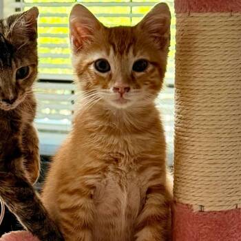 Butters (Granger) -  Domestic Short Hair Cat for Adoption in Tallahassee, Florida - Butters (Granger) | PetCurious
