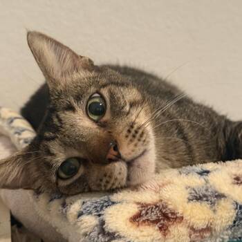 Buddy-Boy BR13200-T -  Domestic Short Hair Cat for Adoption in Missouri City, Texas - Buddy-Boy BR13200-T | PetCurious