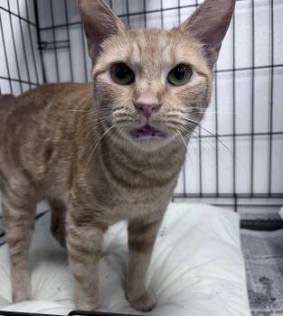 Whinny -  Domestic Short Hair Cat for Adoption in Youngstown, Ohio - Whinny | PetCurious