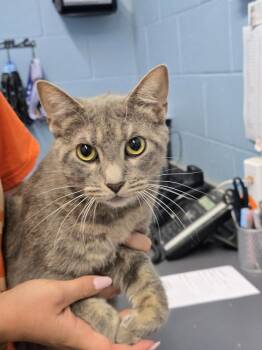 Domestic Short Hair Cats Available for Adoption in Evansville, Indiana - Enzo | PetCurious
