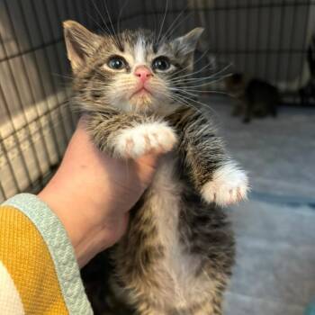 Turnip -  Domestic Short Hair Cat for Adoption in Johnstown, Pennsylvania - Turnip | PetCurious