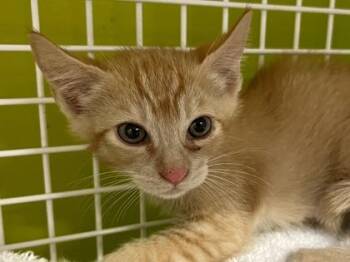 Cheeto -  Domestic Short Hair Cat for Adoption in Honolulu, Hawaii - Cheeto | PetCurious