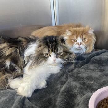 Phil 2026 -  Scottish Fold Cat for Adoption - Phil 2026 | PetCurious