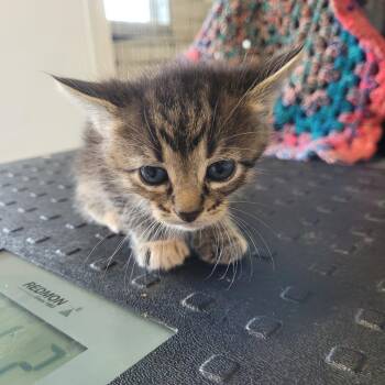 Ziggy -  Domestic Short Hair Cat Available for Adoption in Clarksdale, Mississippi - Ziggy | PetCurious