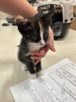 BEWITCHED -  Domestic Medium Hair Cat for Adoption in Louisville, Kentucky - BEWITCHED | PetCurious