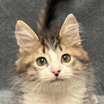 Tiger -  Domestic Short Hair Cat for Adoption in Brenham, Texas - Tiger | PetCurious