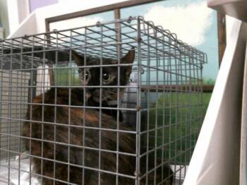 Domestic Short Hair Cats Available for Adoption in Houston, Texas - AVA | PetCurious