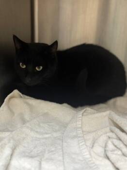 Rescue Domestic Short Hair Cats for Adoption in San Luis Obispo, California - Orion | PetCurious