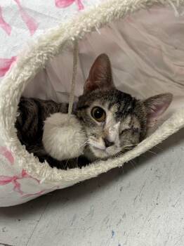 Sidney -  Domestic Short Hair Cat Available for Adoption in Effingham, Illinois - Sidney | PetCurious