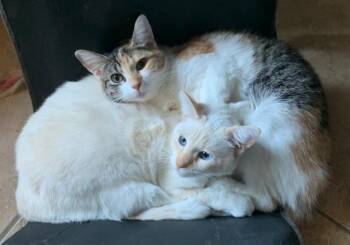 Siamese Cats Available for Adoption - Elsa & Anna | PetCurious