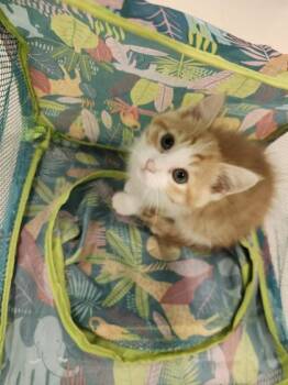 Derpy -  Domestic Short Hair Cat for Adoption in Columbus, Indiana - Derpy | PetCurious