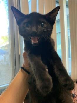 A1409370 -  Domestic Short Hair Cat for Adoption in San Jose, California - A1409370 | PetCurious