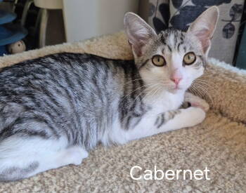 Rescue Domestic Short Hair Cats for Adoption in Oviedo, Florida - Cabernet | PetCurious