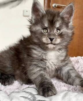 Max -  Maine Coon and Main Coon Cat for Adoption in Dallas, Texas - Max | PetCurious