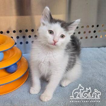 SUGAR -  Domestic Medium Hair Cat for Adoption in Irvine, California - SUGAR | PetCurious