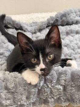 Domestic Short Hair Cats Available for Adoption - Penelope | PetCurious