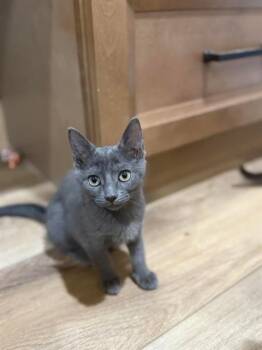 Rescue Domestic Short Hair Cats for Adoption in Thousand Palms, California - LUCY | PetCurious