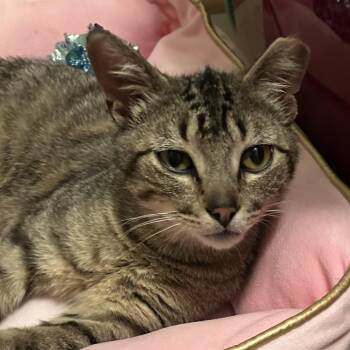 Pickles C11477 -  Domestic Short Hair Cat for Adoption - Pickles C11477 | PetCurious