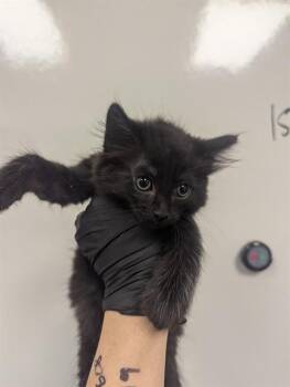 Domestic Long Hair Cats Available for Adoption in Ontario, California - DUCHESS | PetCurious