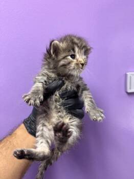 Domestic Short Hair Cats Available for Adoption in El Paso, Texas - 60870593 | PetCurious