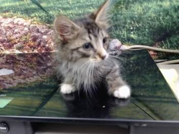 A552123 -  Domestic Long Hair Cat for Adoption in Moreno Valley, California - A552123 | PetCurious