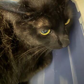 Domestic Short Hair Cats Available for Adoption - Jack | PetCurious