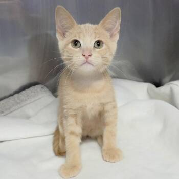 Givenchy (Green collar) -  Domestic Short Hair Cat for Adoption in Michigan City, Indiana - Givenchy (Green Collar) | PetCurious