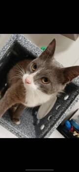 Ally -  Domestic Short Hair Cat for Adoption in Greenfield, Indiana - Ally | PetCurious