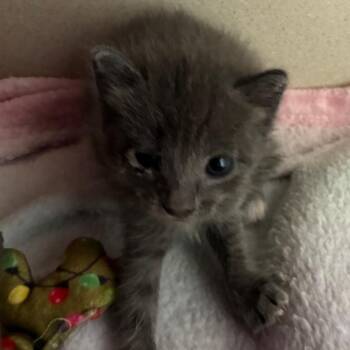 Pancake -  Domestic Short Hair Cat for Adoption in Yuma, Arizona - Pancake | PetCurious