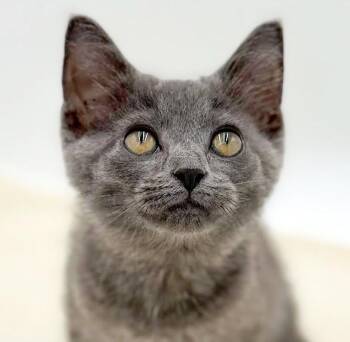 Lyla is silvery purrfection -  Russian Blue Cat for Adoption in Bedford Hills, New York - Lyla Is Silvery Purrfection | PetCurious