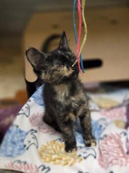 Eevee -  Domestic Short Hair Cat for Adoption in Westland, Michigan - Eevee | PetCurious